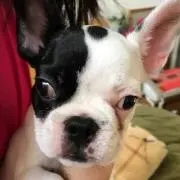 ふーみん
