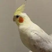 萌依の画像