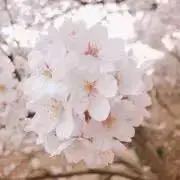 ミミの画像