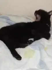 ぱに江の画像