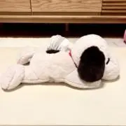 ぱんなの画像