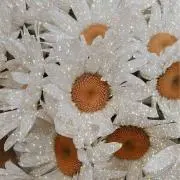りんの画像