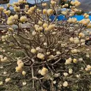 子山羊の画像