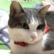 Miyukiの画像