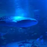 あちもこの画像