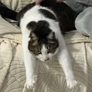 にゃんダフォmama(　ˆ̑‵̮ˆ̑　)