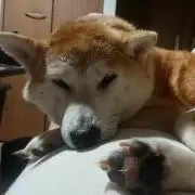 犬カリの画像