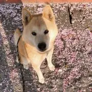 そら＊ご購入の場合プロフ必読!!の画像