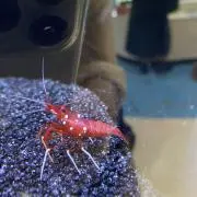 グッキー