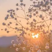 こめこの画像