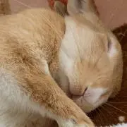 Kumiru