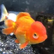 ペットはチワワの画像