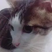 猫田の画像