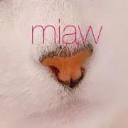 にゃんこいんの画像