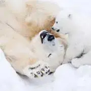 しろくまの画像