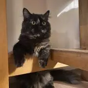 ひらおよぎ