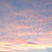 チーの画像