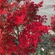 ooooの画像