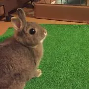 ゆーみんの画像