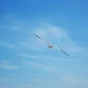 WILLの画像