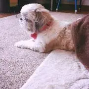 riemee