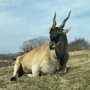 Doggiの画像