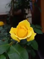 Roseの画像