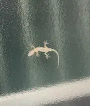 まさっきーの画像