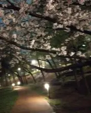 ぱん(*’ω’ノノ゛☆の画像