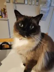 *Ritaso*の画像