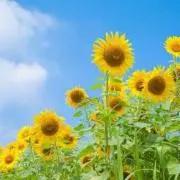 【プロフ一読お願いします】ひまわりの画像