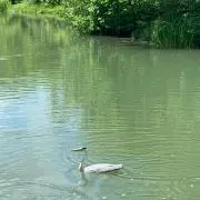 たふよたの画像