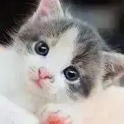 MIOの画像