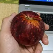 Beeline