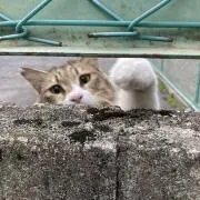 ちゃんぐの画像