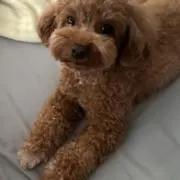 エヴィヴァの画像