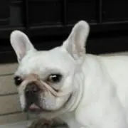 ぽんちゃんの画像
