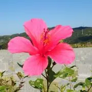 Tamasiro Tomoeの画像