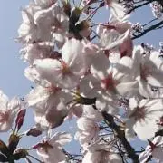 モモ✡プロフ必読✡の画像