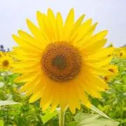 おまとめ歓迎✴︎Sun flowerの画像