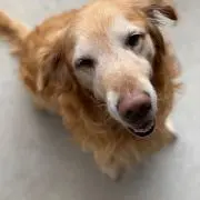 ぽの画像