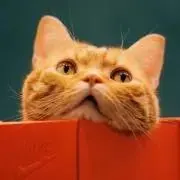 Sの画像