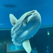 MATO