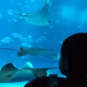 いえろー