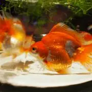 金魚