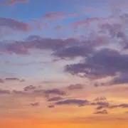 ありの画像