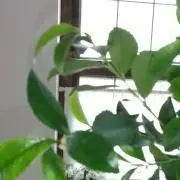 さかちゃんの画像