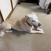 Pの画像