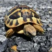 遠賀※説明文・プロフィールご確認下さいの画像