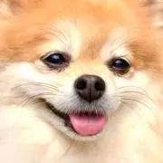 ポーター
